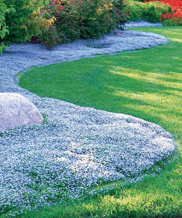 30 étoiles bleues tapissantes - Superficie environ 3 m² - jardins - Isotoma fluviatilis