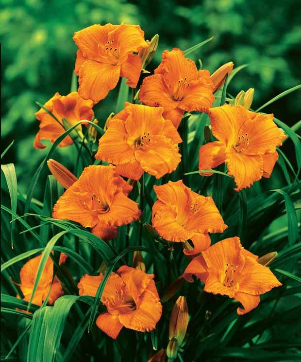 3 Hémérocalles Mona Loa (Lis perpétuels) - jardins - Hemerocallis Mona Loa