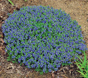 3 Véroniques Tidal Pool - Plantes vivaces - Veronica Tidal Pool