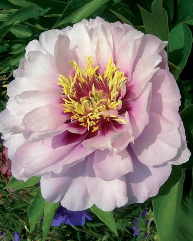 Pivoine Itoh Cora Louise - jardins - Paeonia Itoh Cora Louise