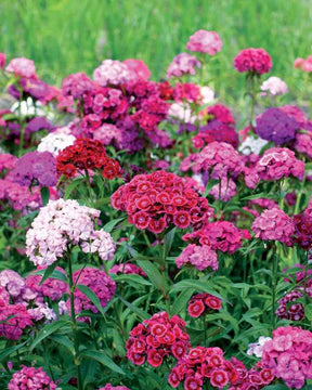 10 Oeillets de poète en mélange - jardins - Dianthus barbatus