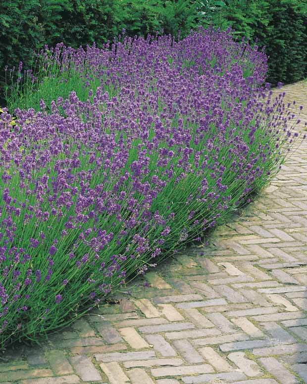 30 Lavandes bleues - Lavandes - Lavandula angustifolia Munstead