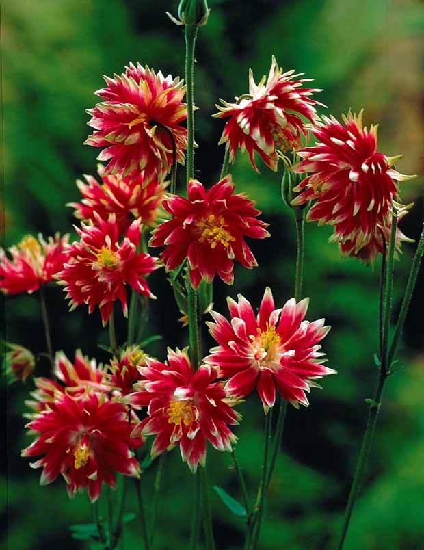 3 Ancolies doubles Nora Barlow - Fleurs vivaces - Aquilegia Nora Barlow