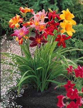 10 Lis perpétuels en mélange - jardins - Hemerocallis