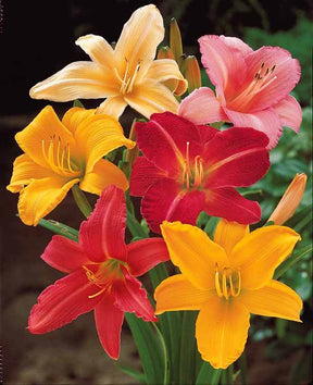 10 Lis perpétuels en mélange - Plantes vivaces - Hemerocallis