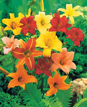 10 Lis perpétuels en mélange - Plantes - Hemerocallis