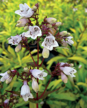 Penstemon Goldfinger - jardins - Penstemon Goldfinger