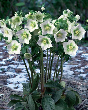 Rose de Noel blanche - Hellébores - Helleborus orientalis white