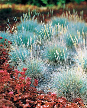 6 Fétuques bleues - jardins - Festuca glauca