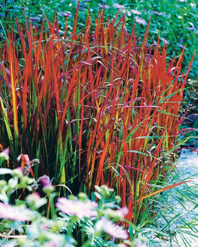 4 Imperata Red Baron - jardins - Imperata cylindrica Red Baron