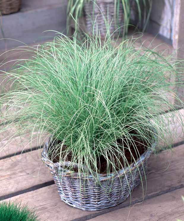 4 Laiches d Oshima - jardins - Carex oshimensis Evergreen