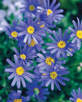 Petite glacière Marguerites bleues et vertes