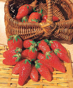 40 Fraisiers non remontants Gariguette - Fraisiers - Fragaria Gariguette