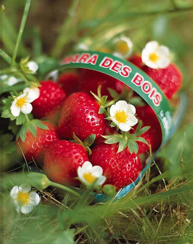 40 Fraisiers remontants Mara des Bois - Fruitiers : Arbres et arbustes - Fragaria Mara des Bois