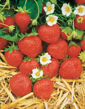 40 Fraisiers remontants Mara des Bois - Fraisiers - Fragaria Mara des Bois