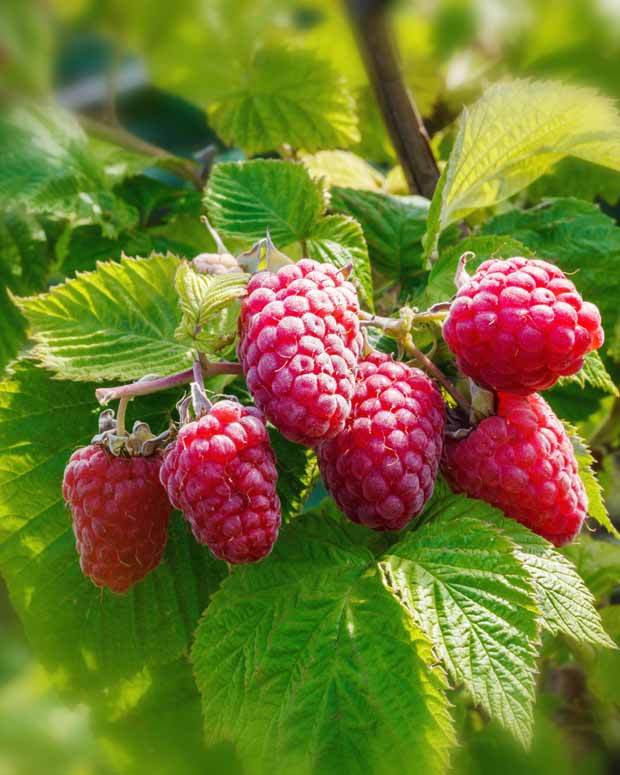 4 Framboisiers remontants Versailles - Framboisier - Rubus idaeus Versailles