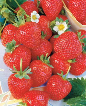 40 Fraisiers remontants La Savoureuse de Willemse ® COV MA48 - Fraisiers - Fragaria La Savoureuse de Willemse ® COV MA48