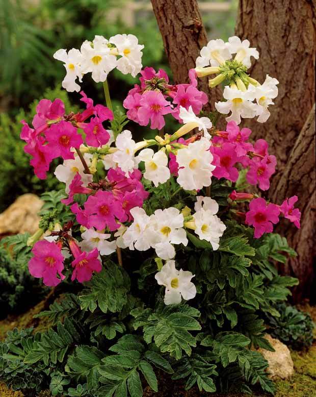 8 Terreurs des taupes (4 blanches + 4 roses) - jardins - Incarvillea delavayi