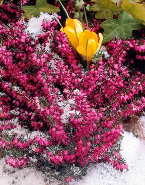 Bruyère Lucie - Bruyères - Erica darleyensis Winter Belles ® Lucie 