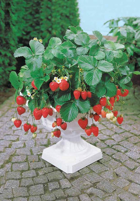 40 Fraisiers remontants Maestro ® COV 89.98.1 - Fruitiers : Arbres et arbustes - Fragaria Maestro ® 