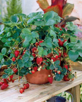 40 Fraisiers remontants Maestro ® COV 89.98.1 - Fraisiers - Fragaria Maestro ® 