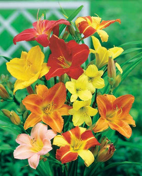 10 Lis perpétuels en mélange - jardins - Hemerocallis