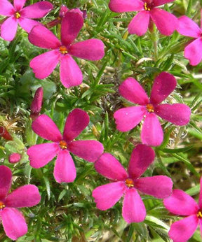 Phlox nain de Douglas Ochsenblut - Fleurs vivaces - Phlox douglasii Ochsenblut