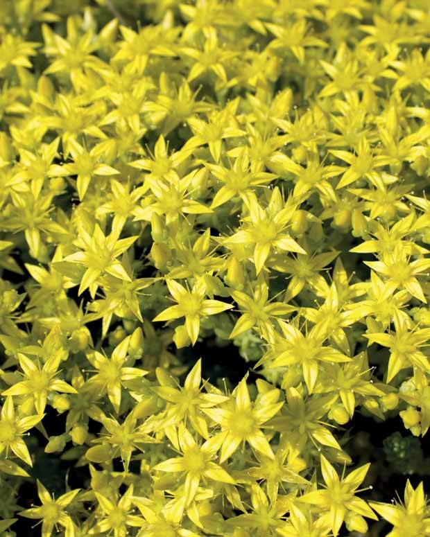 6 Poivres des murailles - Plantes - Sedum acre