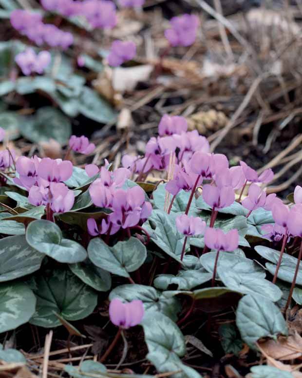 6 Cyclamens roses de l île de Cos - Plantes - Cyclamen cos