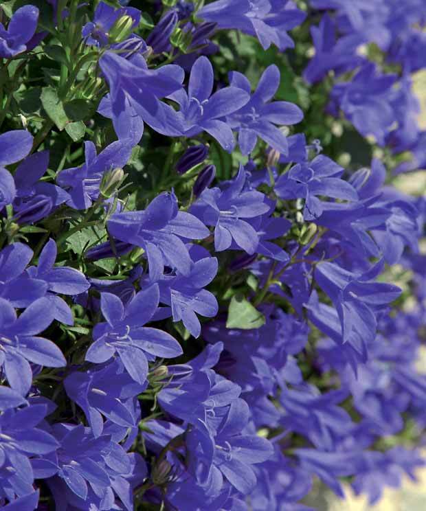 30 Campanules des rocailles - Plantes - Campanula poscharskyana