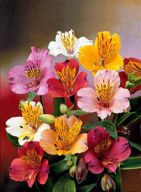 6 Lis des incas en mélange - jardins - Alstroemeria