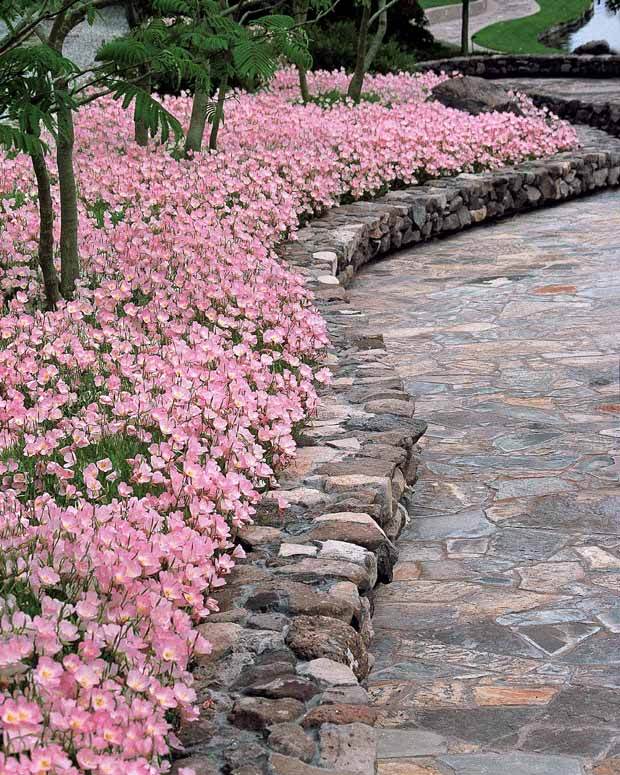 6 Oenothères roses Siskiyou Pink - Fleurs vivaces - Oenothera Siskiyou Pink