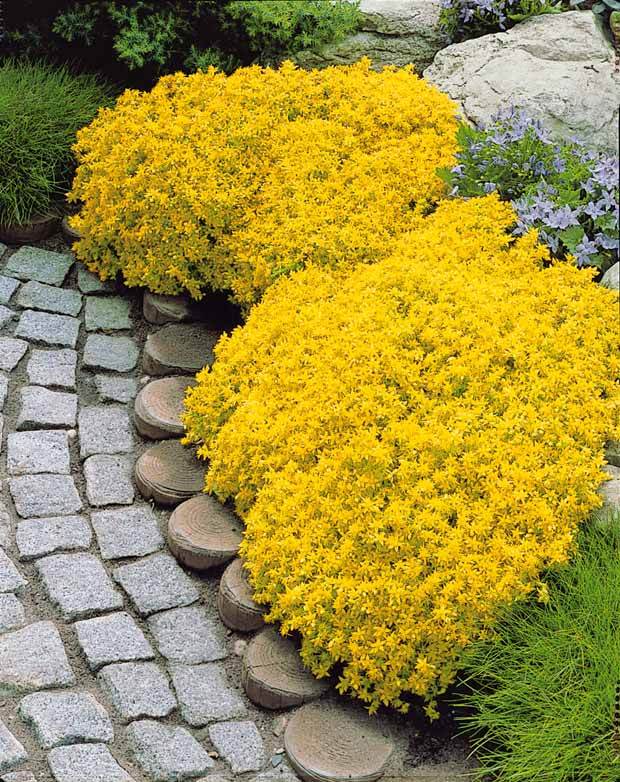 6 Poivres des murailles - jardins - Sedum acre