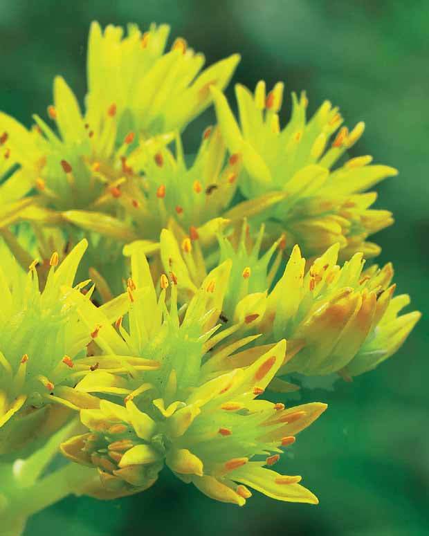 6 Poivres des murailles - Plantes vivaces - Sedum acre