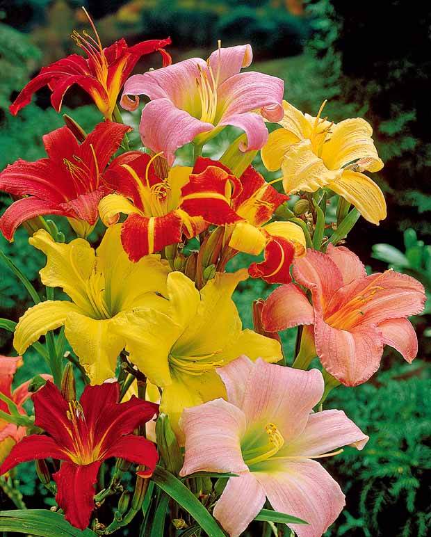 10 Lis perpétuels en mélange - Plantes - Hemerocallis