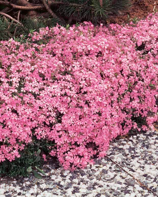 6 Phlox mousse rose pâle - jardins - Phlox subulata