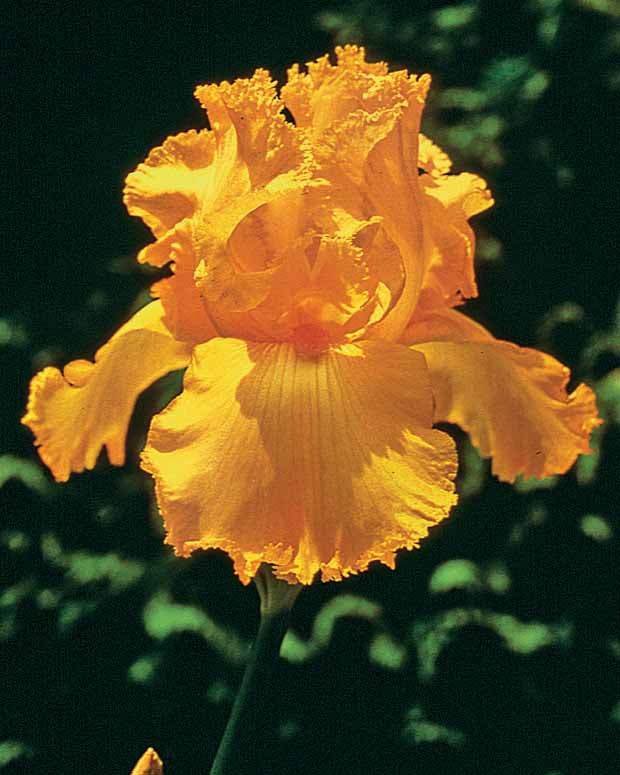 3 Iris de jardin remontants Maid of Orange - jardins - Iris germanica Maid of Orange