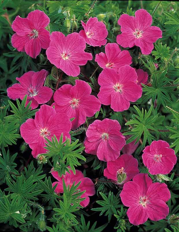 Pack 30 Géraniums vivaces roses foncé - Geranium sanguineum - Plantes