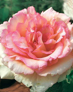 20 Rosiers buissons Souvenir de Baden Baden ® Korsouba - jardins - Rosa Souvenir de Baden Baden ® Korsouba