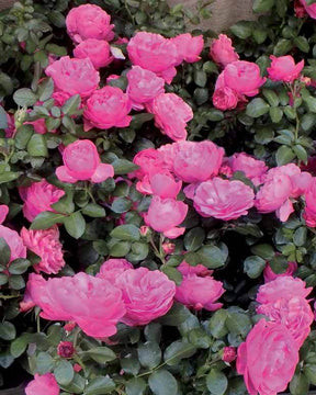 20 Rosiers floribunda Leonardo da Vinci ® Medeauri - jardins - Rosa Leonardo da Vinci ® Medeauri