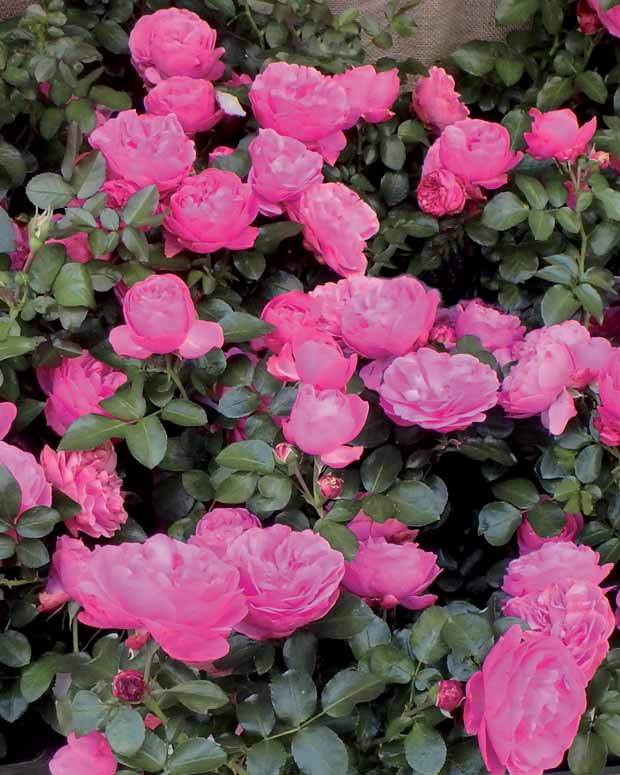 10 Rosiers floribunda Leonardo da Vinci ® Medeauri - jardins - Rosa Leonardo da Vinci ® Medeauri