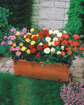 Assortiment de 6 mini-Rosiers - Collections de rosiers - Rosa (M) Golden Globe, Toliman, Orange Beauty, Cin