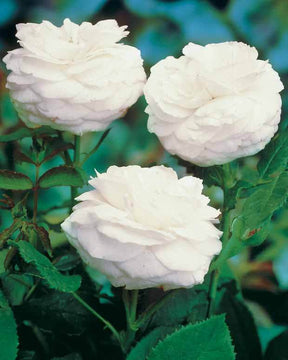 10 Rosiers botaniques Boule de Neige (Bourbon) - jardins - Rosa Boule de Neige