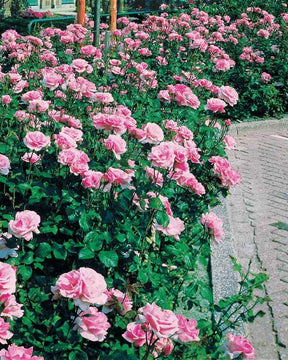 8 Rosiers Queen Elisabeth roses - jardins - Rosa Queen Elisabeth