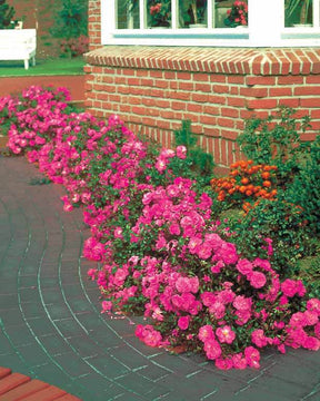 30 Rosiers couvre-sols Mirato ® - jardins - Rosa Mirato ®