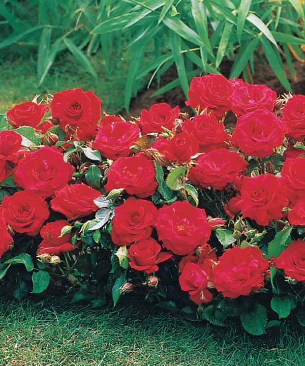 15 Mini-rosiers Randilla rouges - jardins - Rosa Randilla