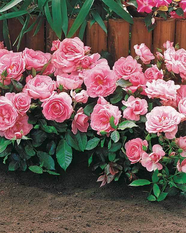 30 Mini-rosiers Randilla roses - jardins - Rosa Randilla