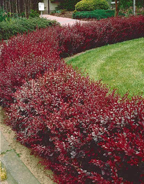 20 Berberis rouge - Haie de 6 m linéaire - Arbustes - Berberis thunbergii Atropupurea