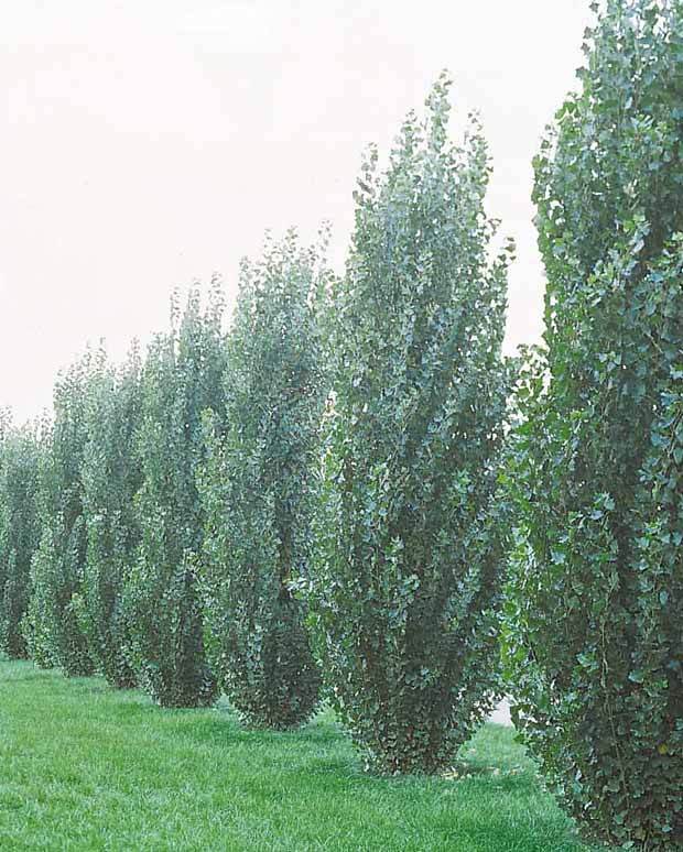 20 Peupliers noirs d Italie - Haie de 14 m linéaire - Arbres - Populus nigra italica