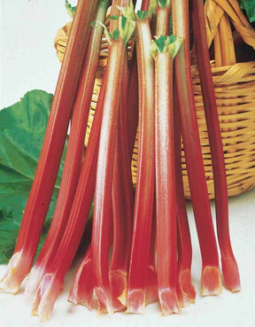 6 Rhubarbes - Plantes vivaces - Rheum rhaponticum